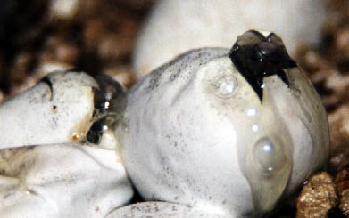 P. australis eggs.jpg [23 Kb]